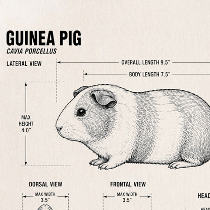 Guinea Pig Blueprint ONESIE ®, Baby Bodysuit for Boys Girls